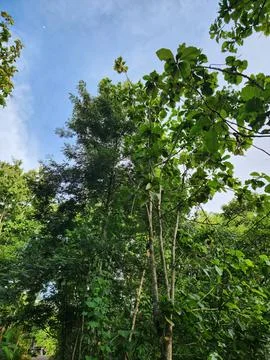 Tall tree reaching toward the bright blue sky. Stock Photos