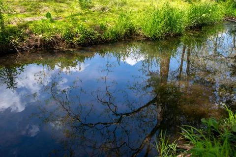 Tall tree is reflected in gentle stream with lush green grassy bank Stock Photos