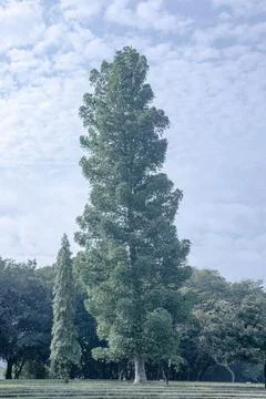 Tall Tree Rising Against Cloudy Blue Sky Stock Photos