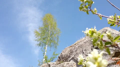 Tall Tree on Rocky Hillside Stock Footage 275550479