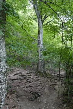 A tall tree with a root system protruding over the ground. It looks very unus Stock Photos
