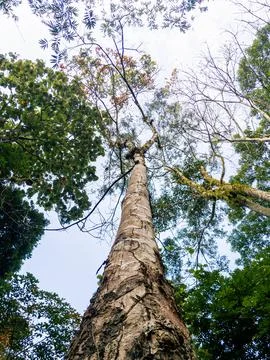 A Tall Tree With Rough Bark Set Against A Clear Sky Stock Photos