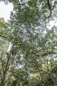 Tall tree with round leaves in forest canopy Stock Photos