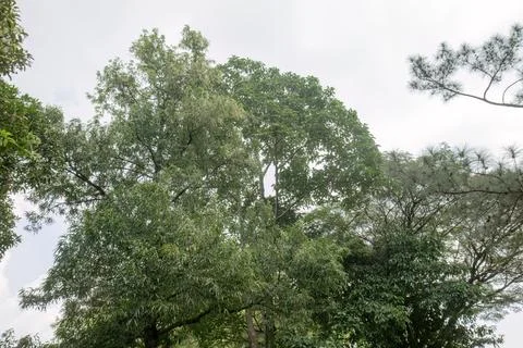 Tall Tree Rows Creating Natural Forest Depth Stock Photos