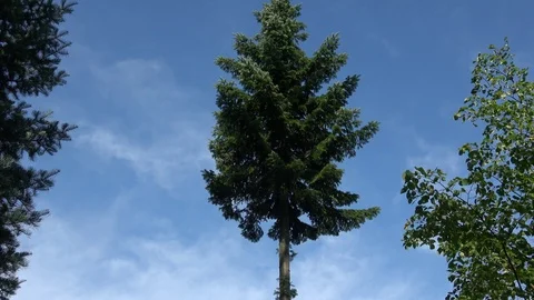 Tall tree in a rural area Stock-Footage 114272341