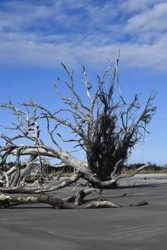 Tall tree in the sand Stock Photos