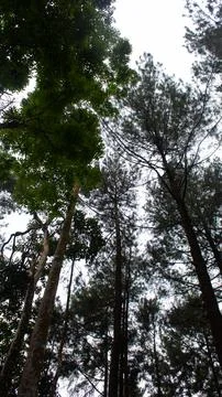 Tall Tree Shot from Below with Sky Background Foto stock