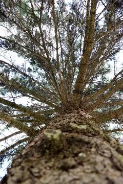 Tall tree shows branches reaching towards sky in a forest during daylight hours Foto stock