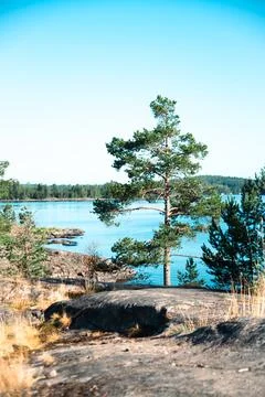 A tall tree is sitting gracefully on a large rock near a serene lake Stock Photos