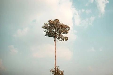 The tall tree is sky-high. Stock Photos