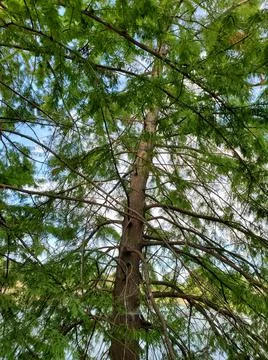Tall tree in the sky Foto stock