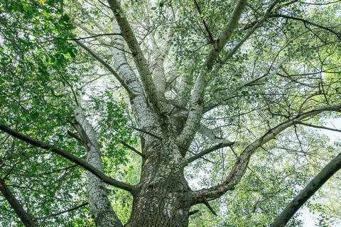 Tall tree with sprawling branches reaching for the clear sky in summer Photos
