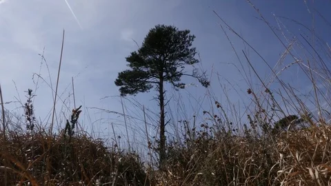 Tall tree stand still in the middle of grassland Video stock 73835446