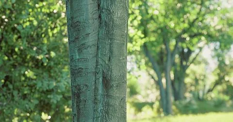 Tall tree standing in sunlight with lush greenery in the background Stock Illustration