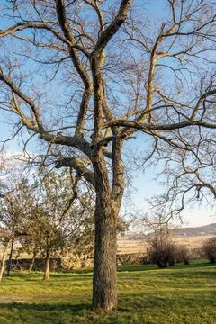 Tall tree stands alone in open field under clear sky during late afternoon .. Stock Photos