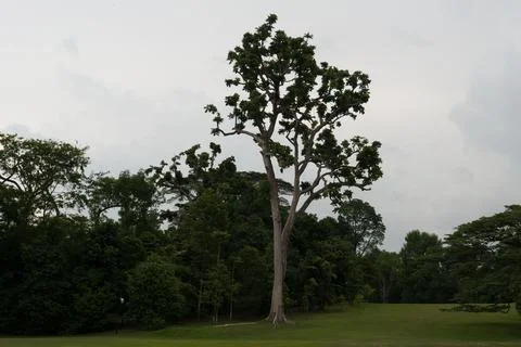 Tall tree stands alone in open grassy field Stock Photos