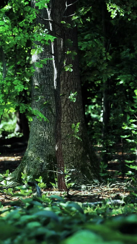 Tall tree stands in a dense forest with green leaves around it Stock Footage 335100200