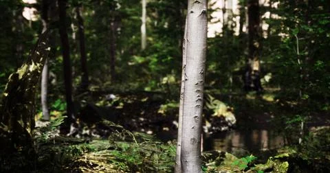 Tall tree stands in lush forest near tranquil water during daylight Ilustração Stock