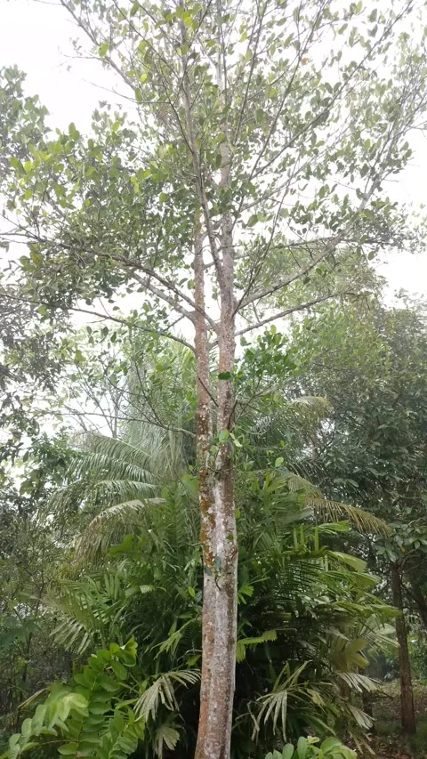 A tall tree stands in the rain Видео 331387849