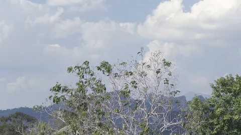 Tall Tree, Strong Wind Blowing with Mountain Landscape Stock Footage 128631417