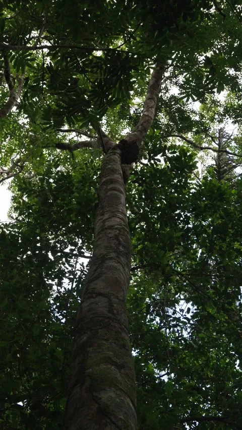 Tall Tree Surrounded by Dense Canopy in Guaviare Stock-Footage 336520658