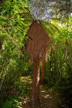 Tall Tree Surrounded by Lush Greenery Stock Photos