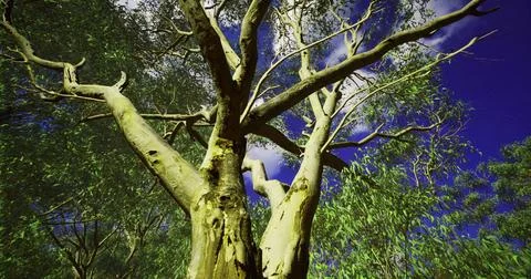 Tall tree with textured bark reaching towards a blue sky filled with clouds Stock-Illustration