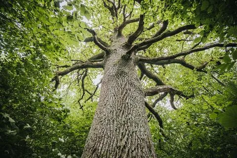 Tall tree with a textured trunk and sprawling branches reaching upward, sur.. Stock Photos
