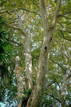 Tall tree with thick branches and light bark in sunny park Stock Photos