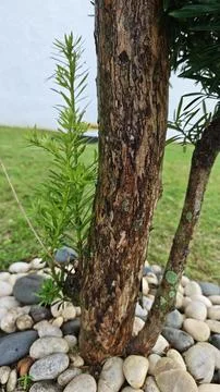Tall Tree with Thin Branches and Sparse Foliage Stock Photos