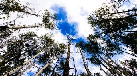 Tall Tree Time Lapse Stock Footage 45431750