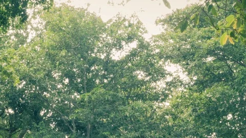 Tall tree time lapse in rain forest Stock Footage 95428360