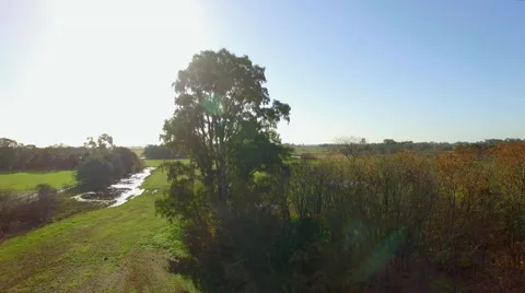 Tall tree towering above open countryside Stock Footage 63307566