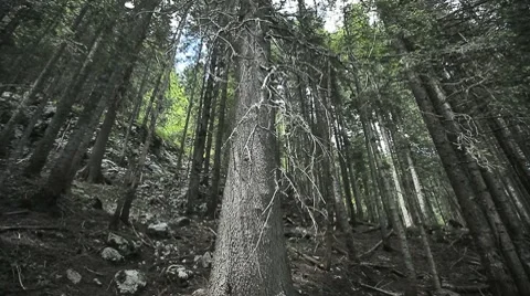 Tall tree trucks within a thick mountain forest Stock Footage 8555812