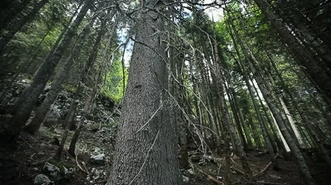 Tall tree trucks within a thick mountain forest Stock Footage 8555846