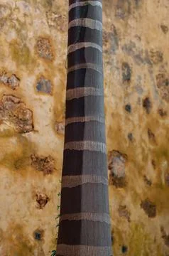Tall tree trunk with alternating light and dark bands against a rustic wall Stock-Fotos