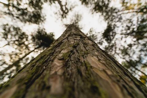 Tall tree trunk close up Stock Photos