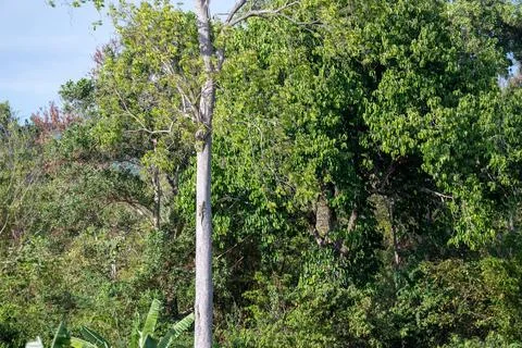 Tall Tree Trunk in Dense Tropical Krabi Forest Stock Photos