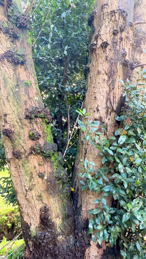 Tall tree trunk Stock Footage 254736198