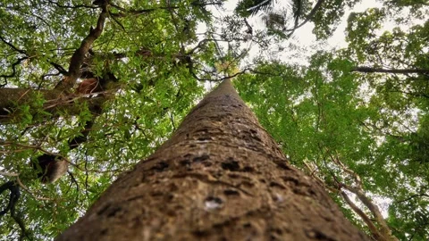 Tall Tree Trunk Looking Up Through Dense Tropical Forest Canopy Stock Footage 343382137