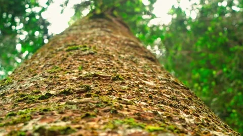 Tall tree trunk rising into canopy Vídeo Stock 333499128