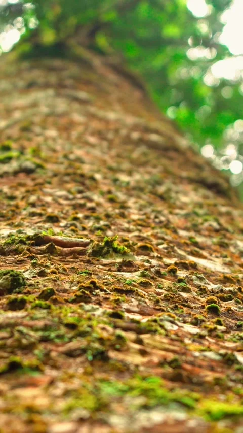 Tall tree trunk rising into canopy Stock Footage 333499601