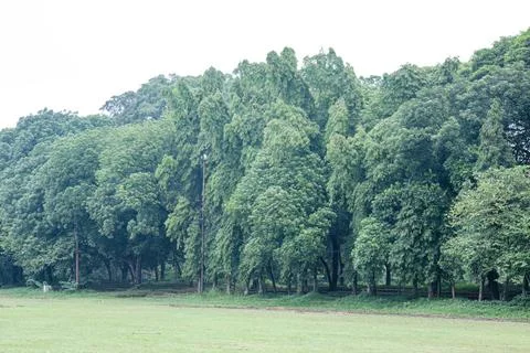 Tall tree trunk with rough texture standing firmly in a park.. Stock Photos