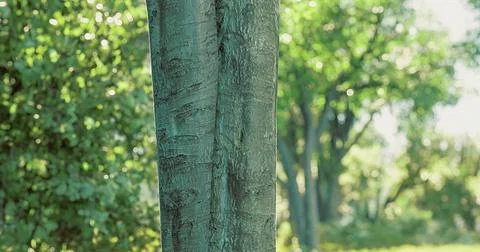Tall tree trunk standing amidst vibrant green foliage on a sunny day Ilustração Stock