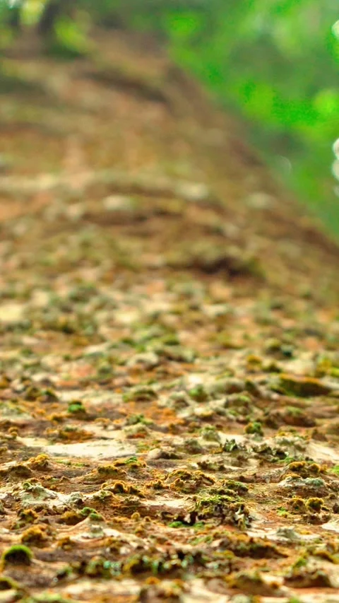 Tall tree trunk with textured bark Video stock 333499585