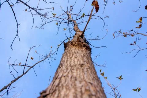 Tall Tree Trunk Viewed from Below Stock Photos