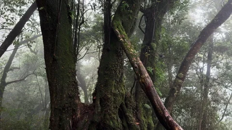 Tall tree trunks and climbing vegetation disappearing into fog inside Tà Xùa Video stock 345138120