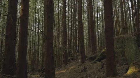Tall Tree Trunks in Dense Moody Coniferous Forest on Vancouver Island Stock Footage 341435453