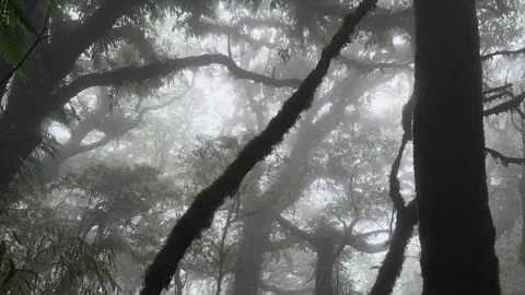 Tall tree trunks disappear into dense mist inside Tà Xùa Primeval Forest Vídeos de archivo 345138203