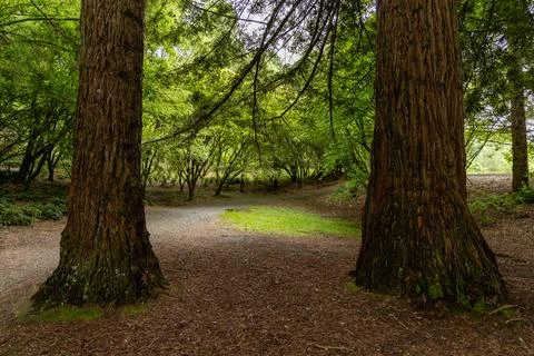 Tall Tree Trunks Framing Lush Forest Path Photos